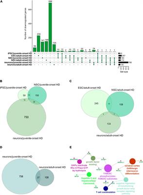 Juvenile Huntington’s Disease and Other PolyQ Diseases, Update on Neurodevelopmental Character and Comparative Bioinformatic Review of Transcriptomic and Proteomic Data